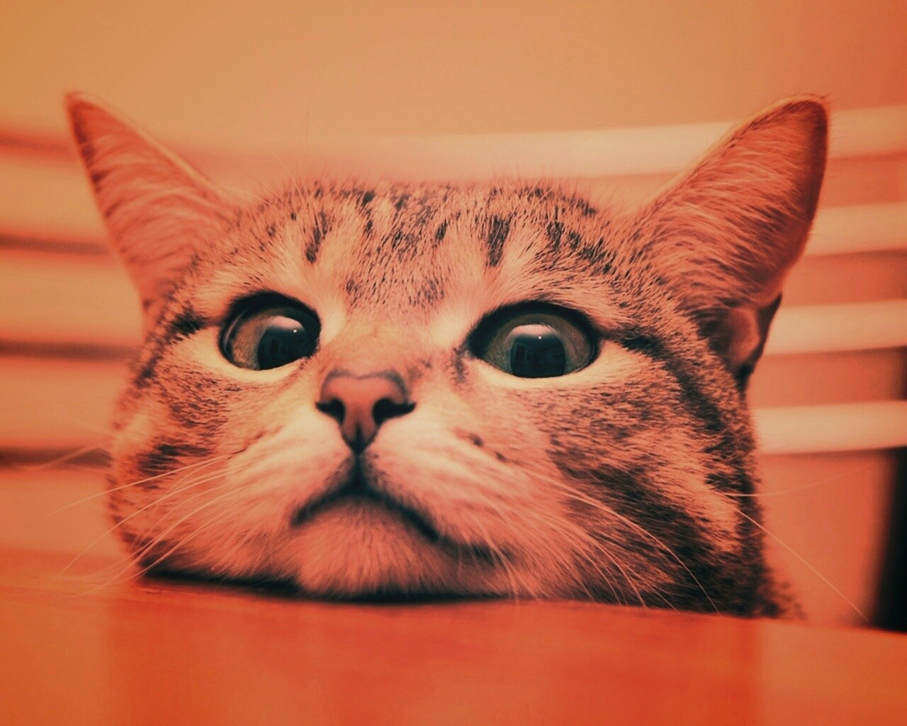 Любопытный котейка обои