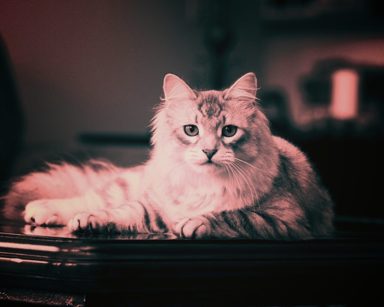 Кот благородных кровей обои