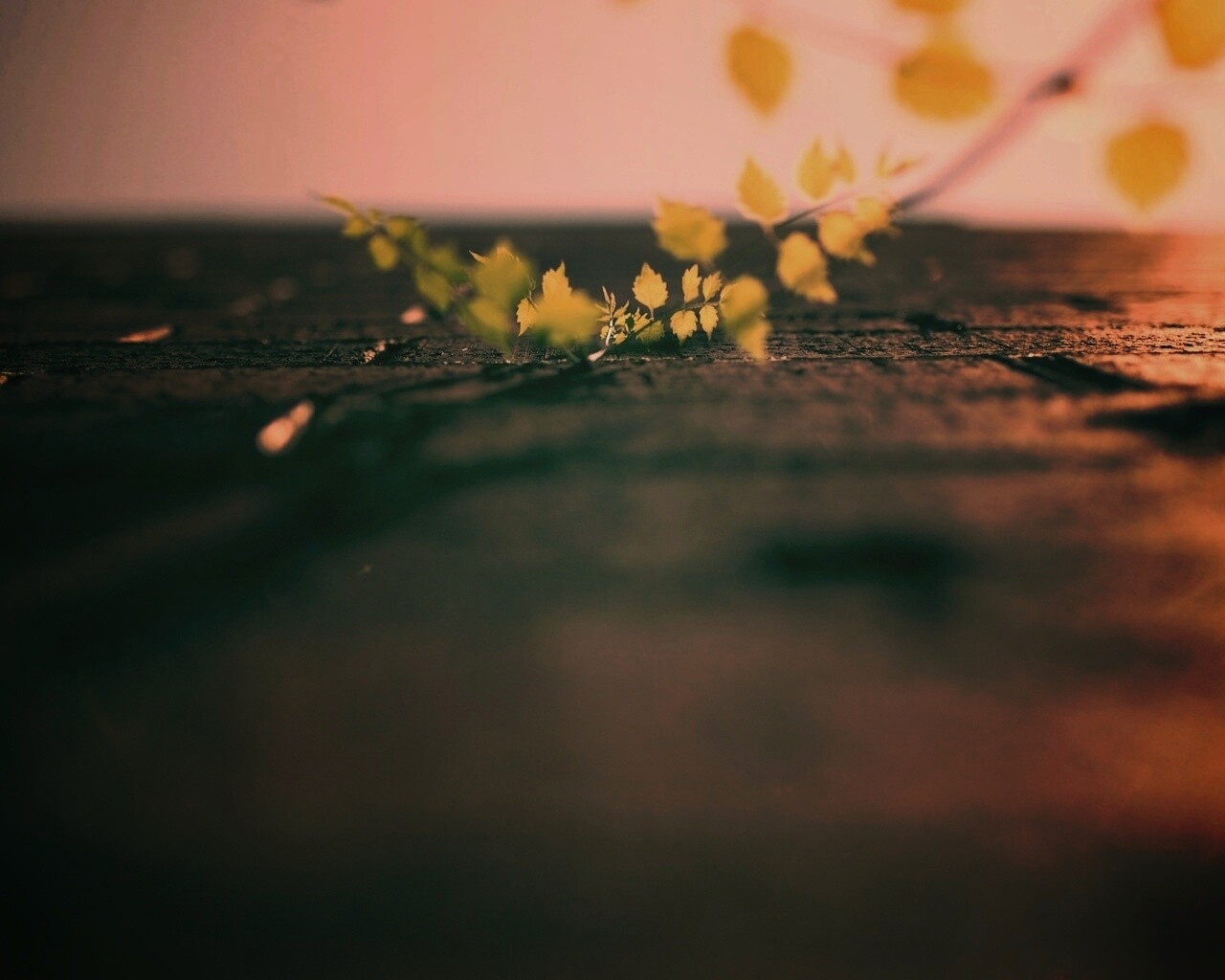 Зеленые ростки в стене обои