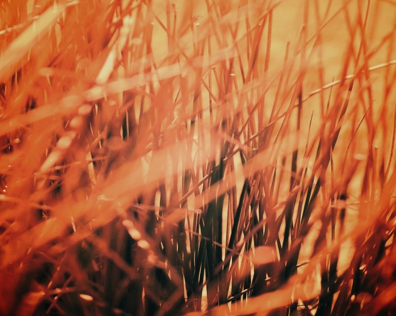 Высохшие травяные стебли обои