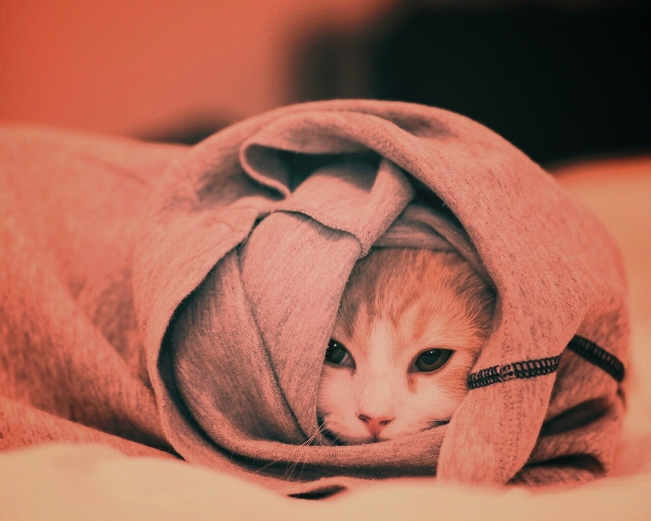 Закутавшийся в футболку кот обои