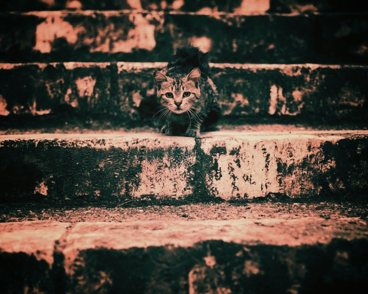 Растрепанная кошка на ступеньках лестницы обои