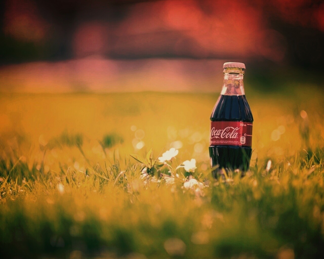 Кока-Кола на траве обои