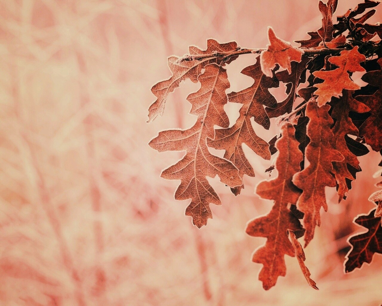 Дубовые листья обои