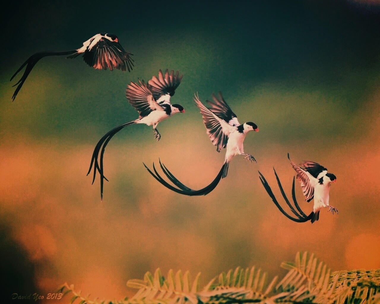 Приземляющаяся птичка обои