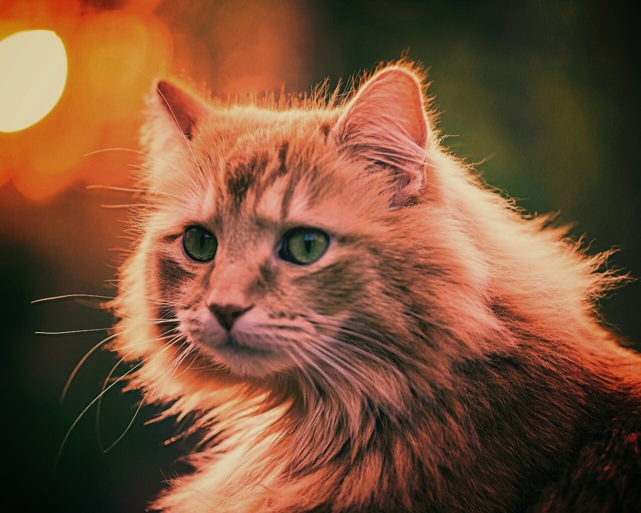 Рыжий кот в лучах солнца обои