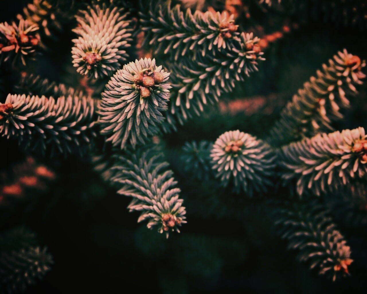 Хвойные иголки обои