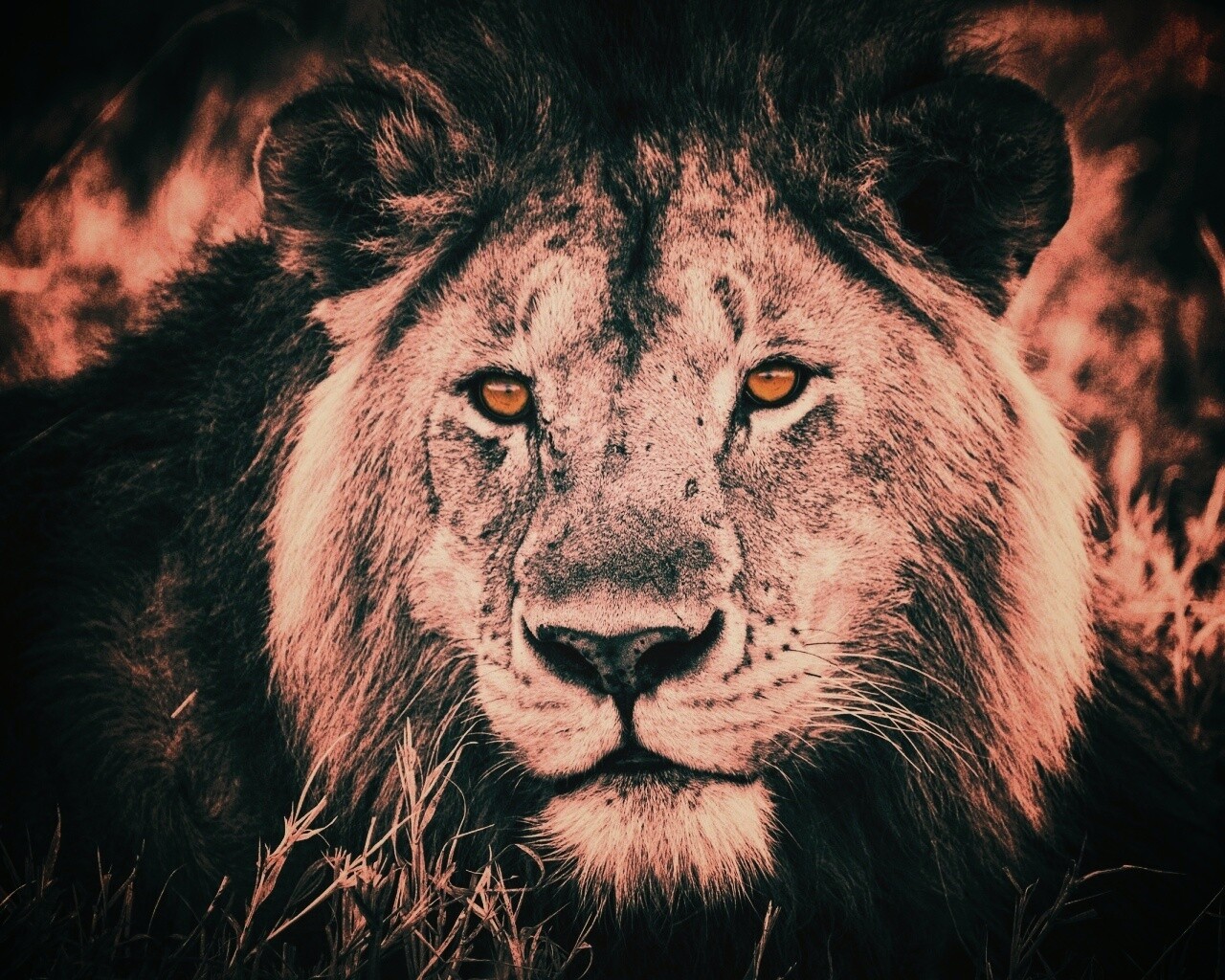 Гордый лев с горящими глазами обои