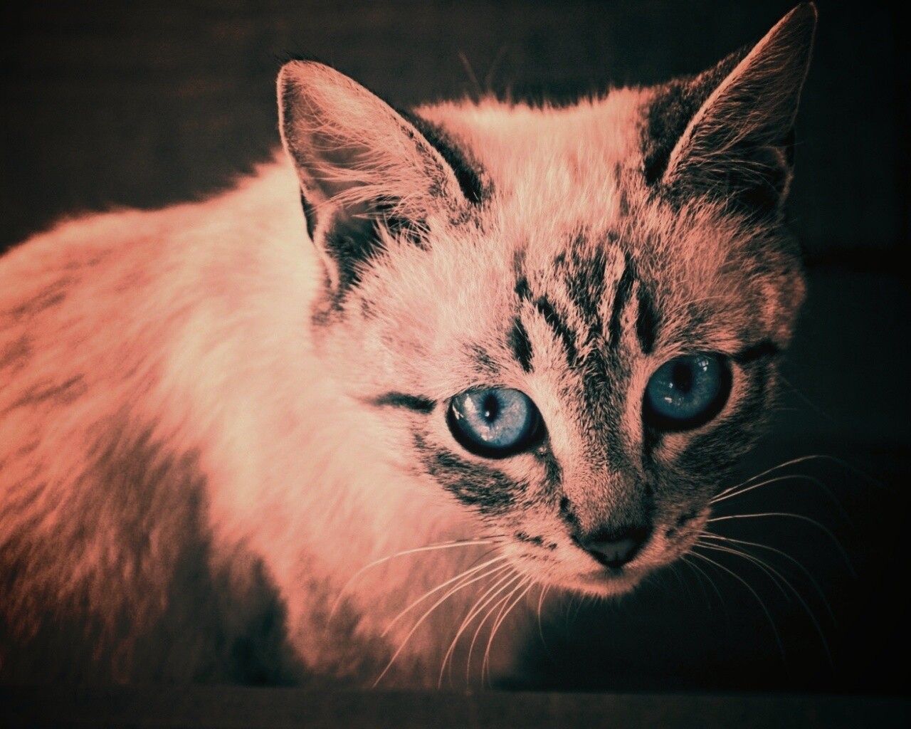 Котенок с синими глазами обои