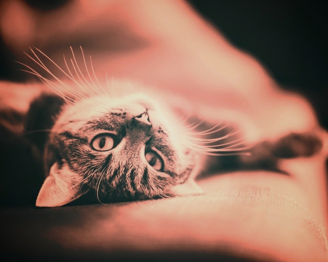 Развалившийся кот обои