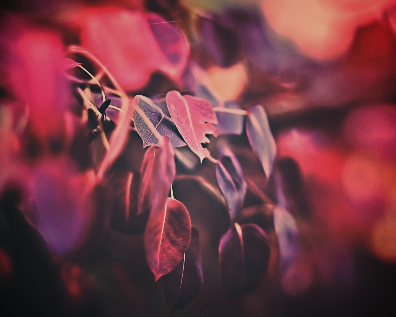 Фиолетовые листья обои