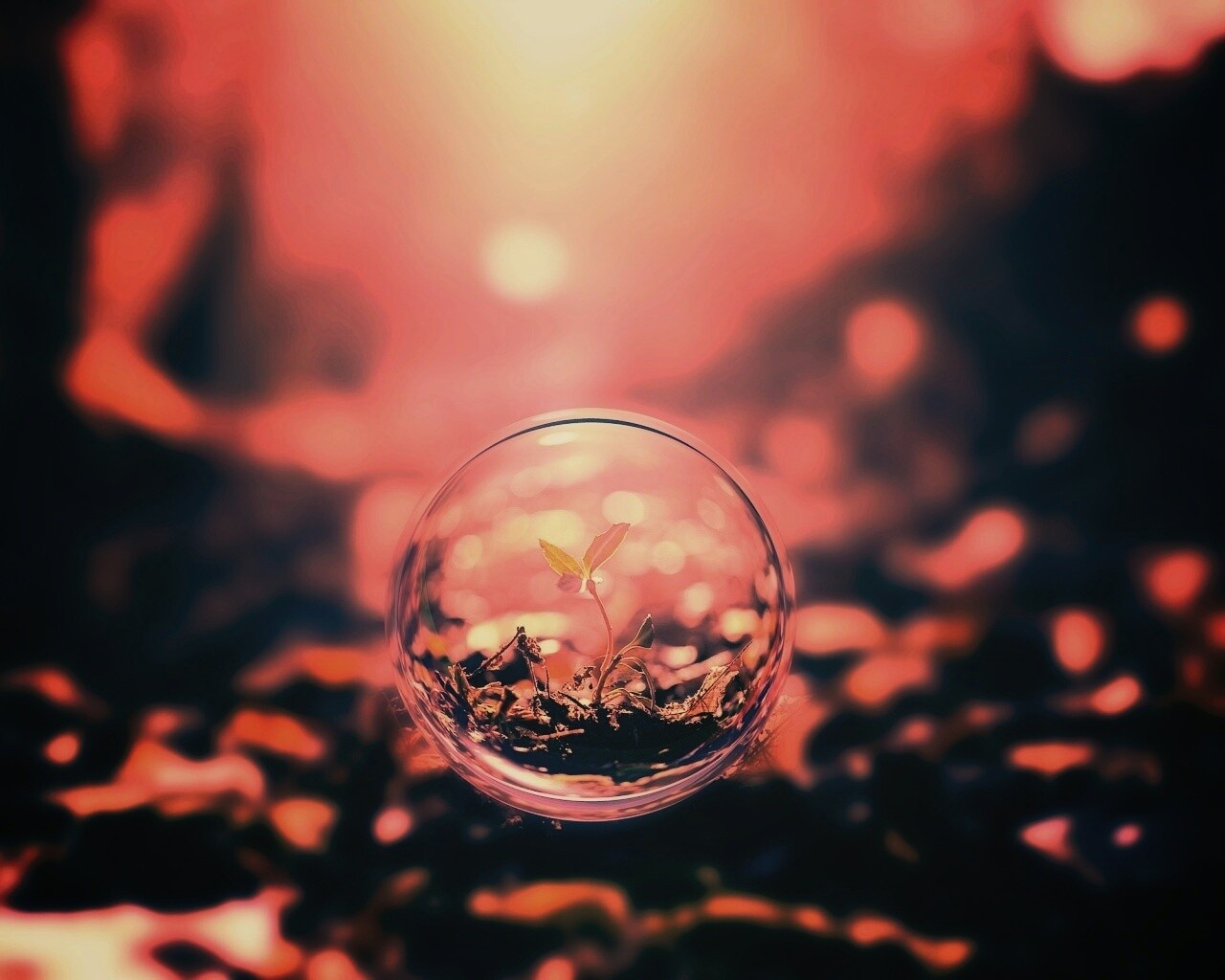 Росток в пузыре обои