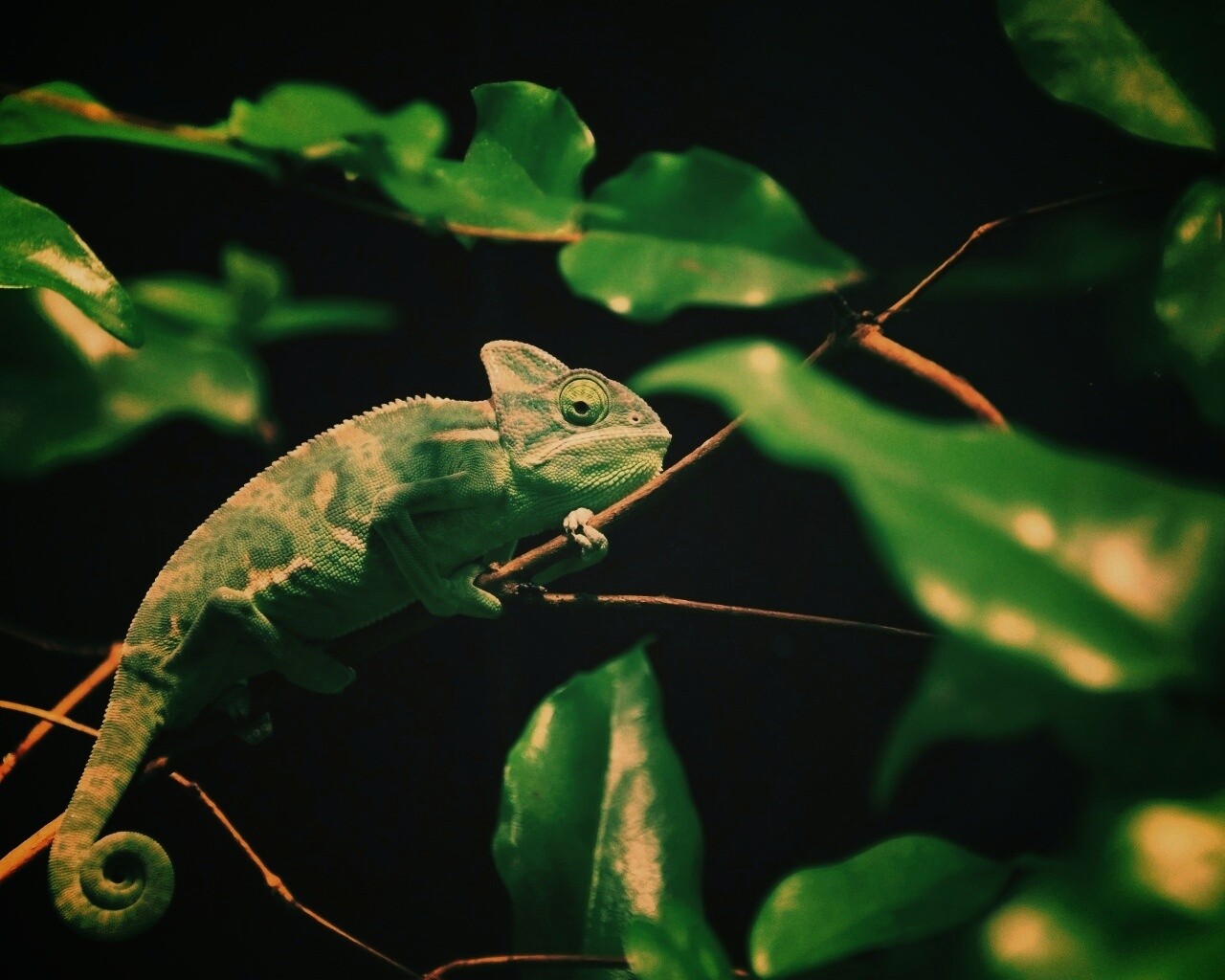 Хамелеон в листве обои