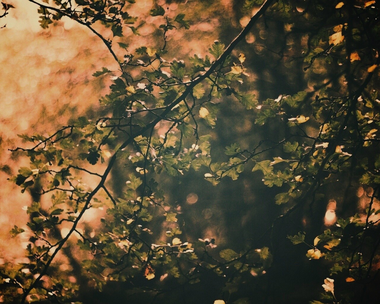 Дубовая зеленая листва обои