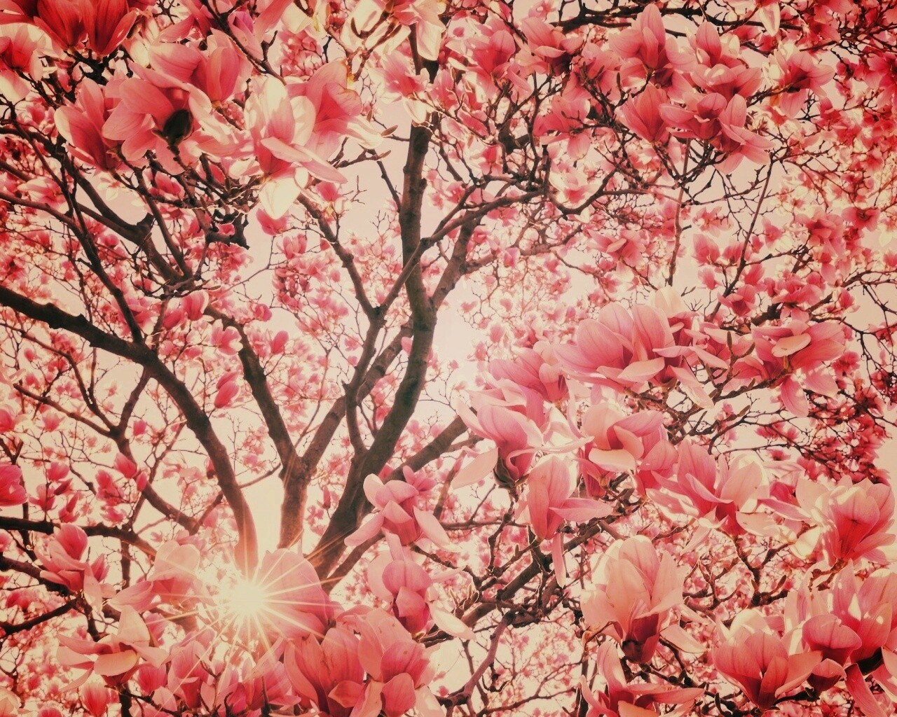 Магнолия обои