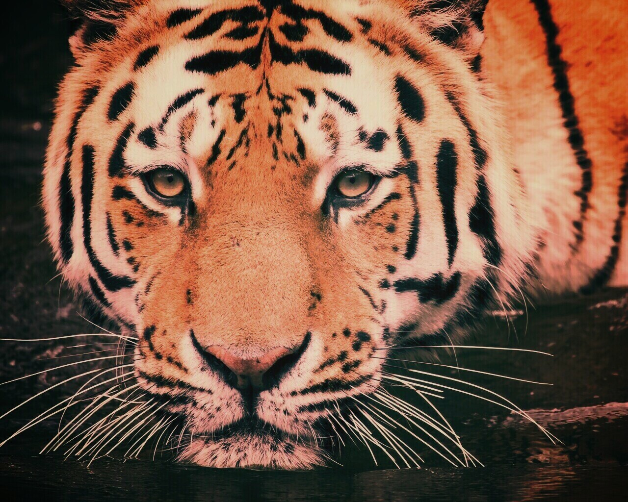 Купание тигра обои