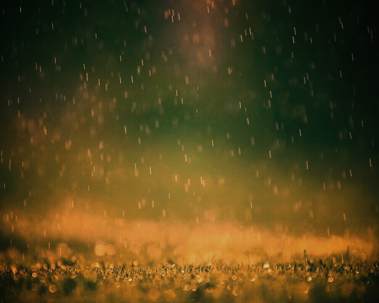 Трава под дождем обои