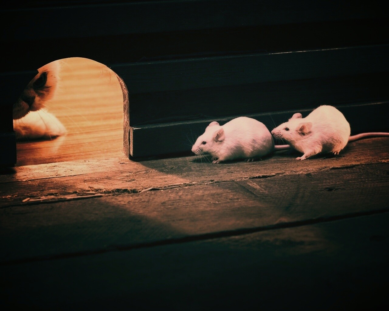 Кошки - мышки обои