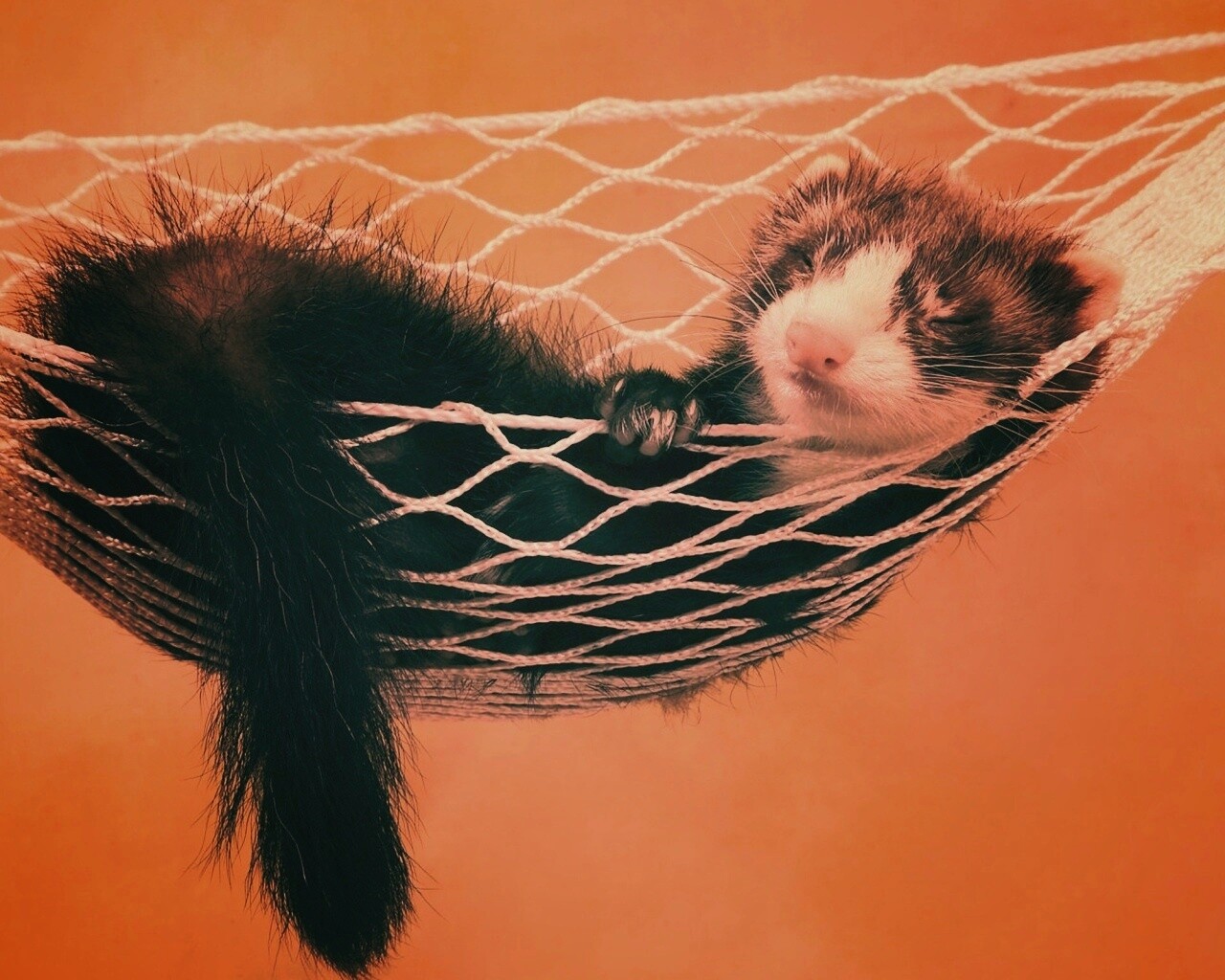 Хорек в гамаке обои