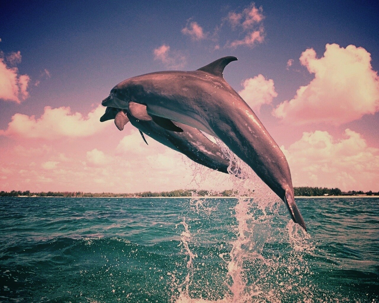 Дельфины обои
