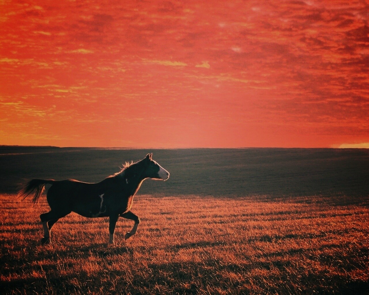 Мустанг обои