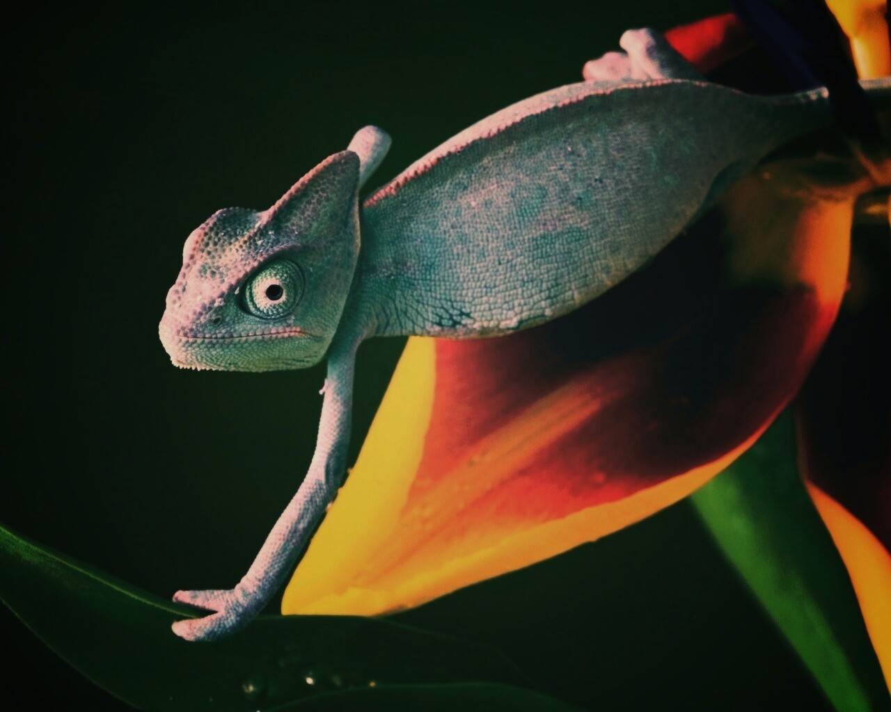 Хамелеон обои