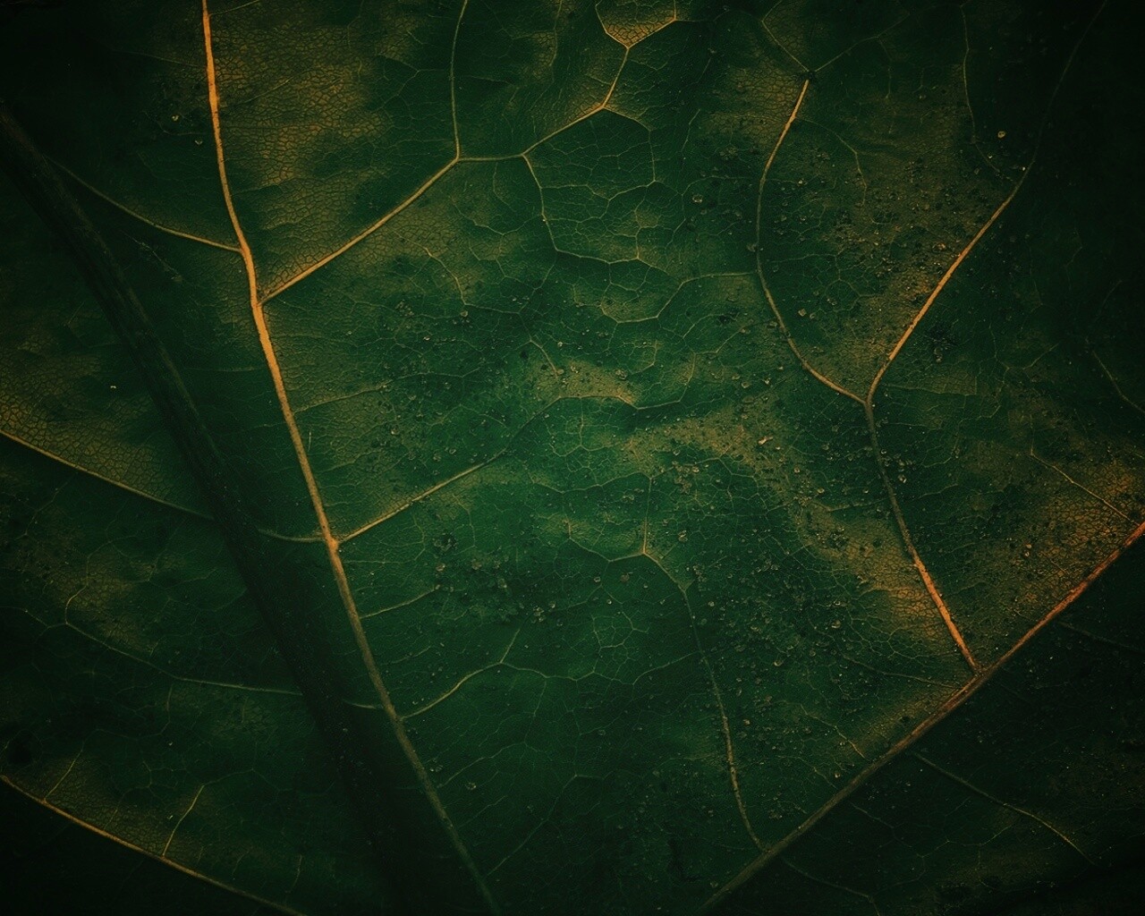 Макро зеленый лист обои