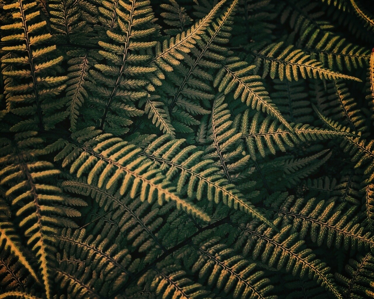 Папоротник обои