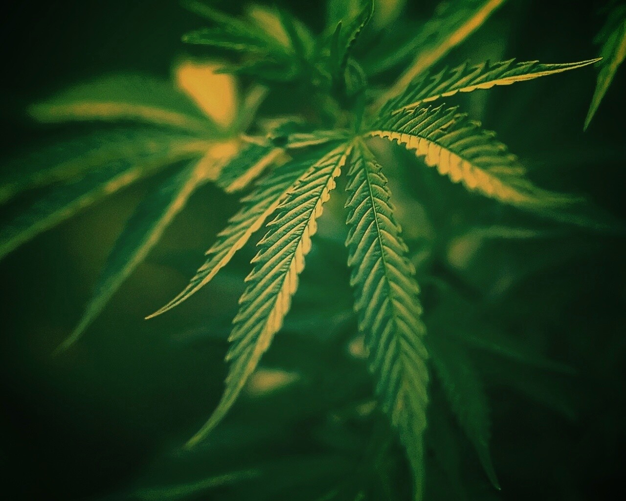 Марихуана обои