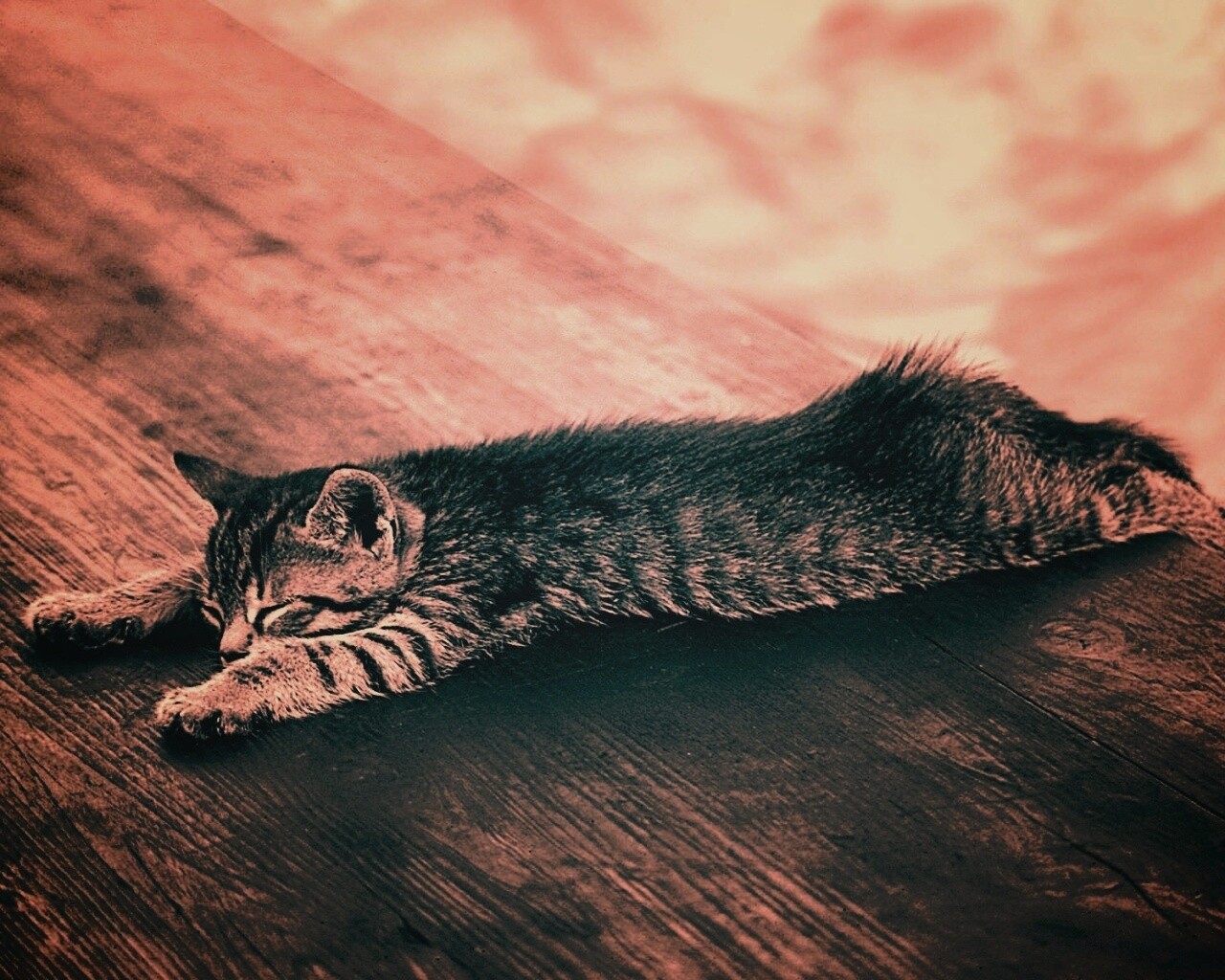 Растянувшийся кошара обои