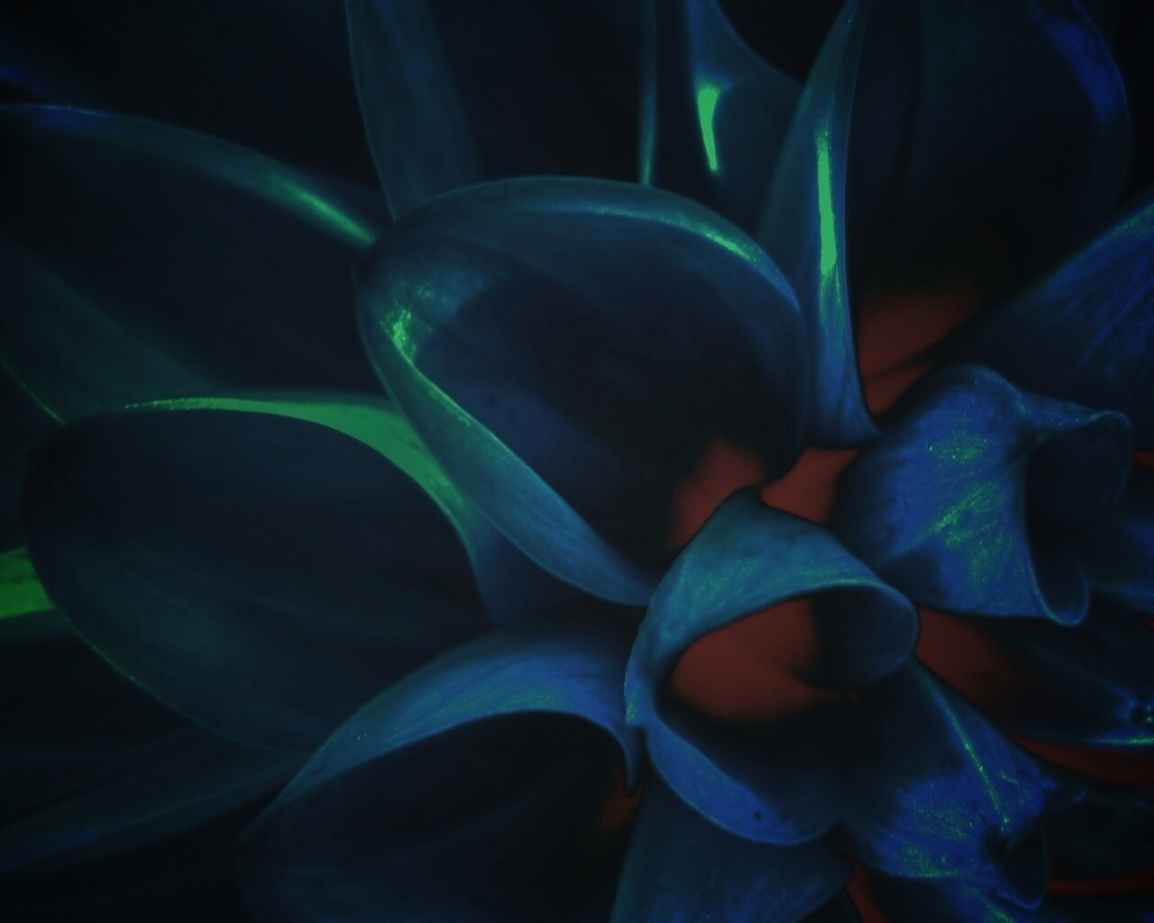 Лепестки обои