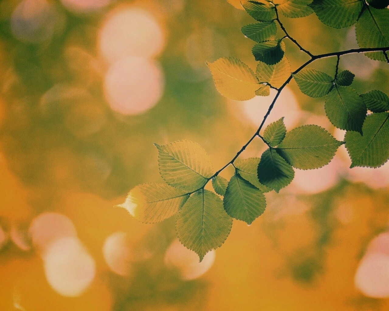 Зеленая ветка с листьями обои