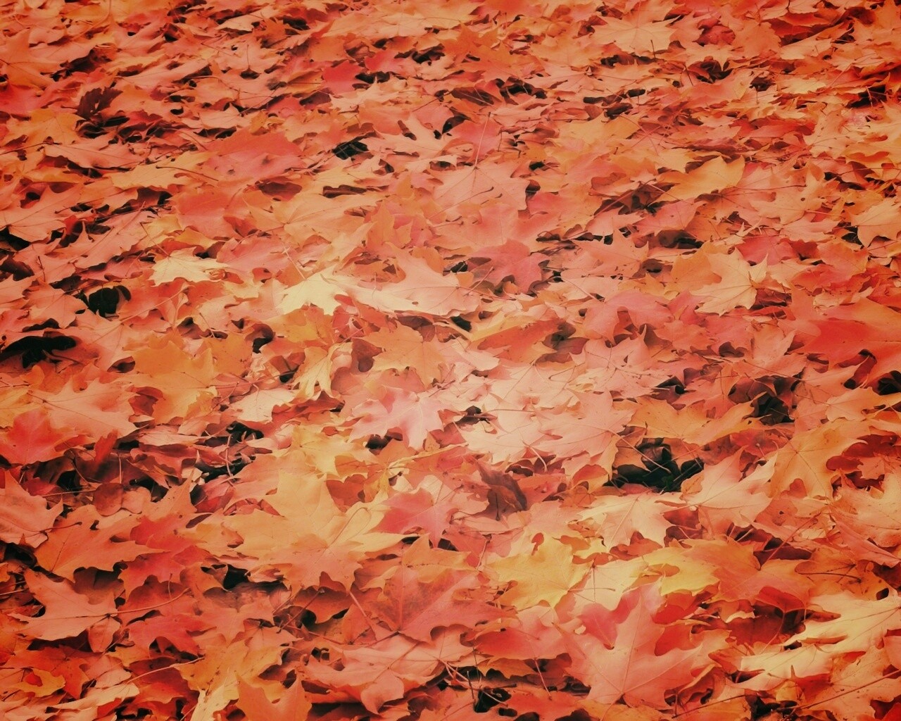 Листья клена обои