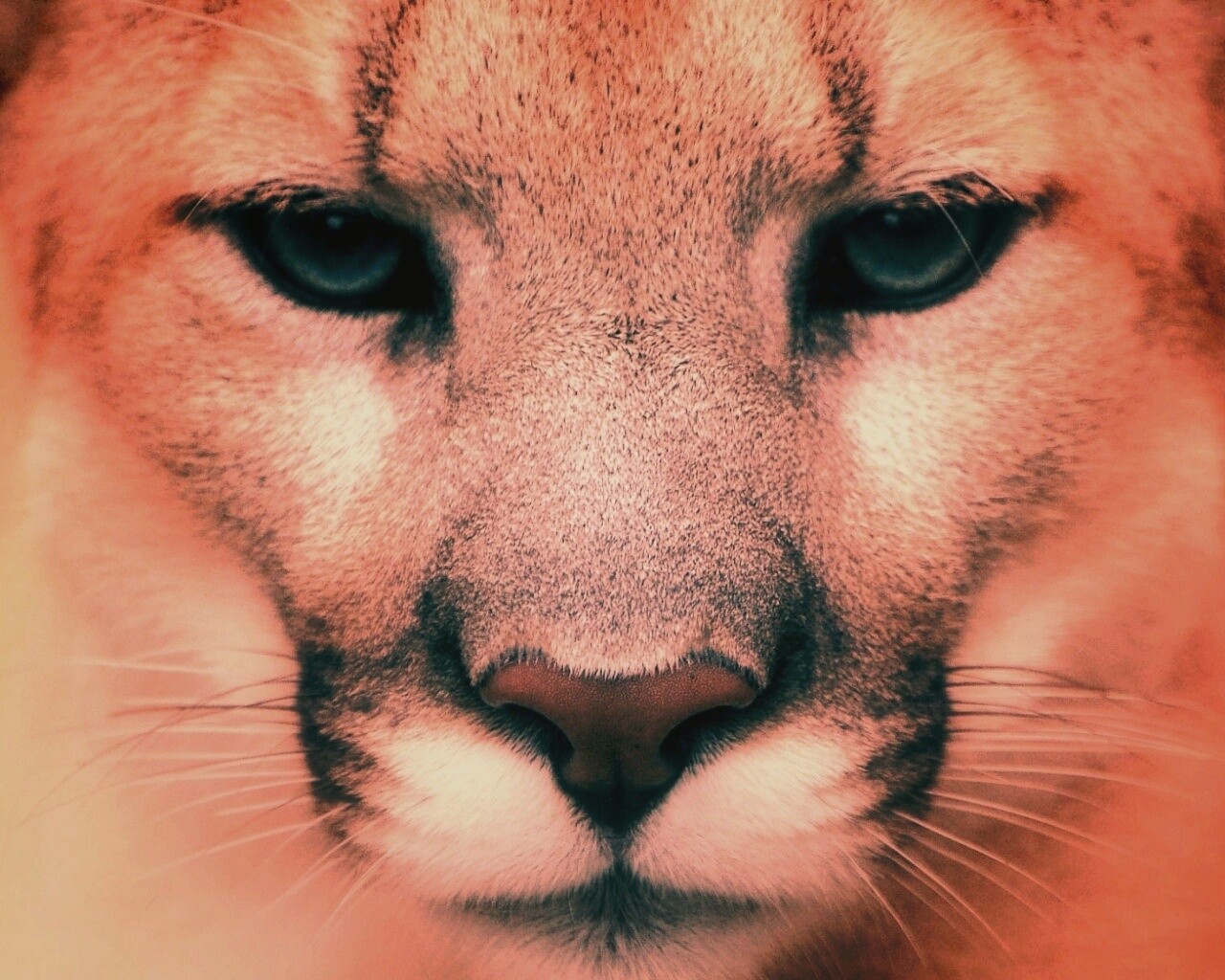 Взгляд большой кошки обои