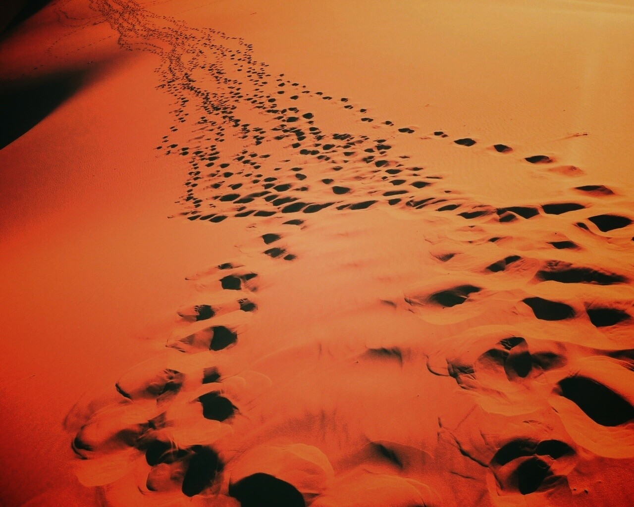 Следы в пустыне обои