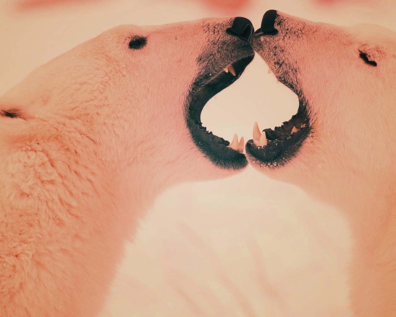 Полярные медведи обои