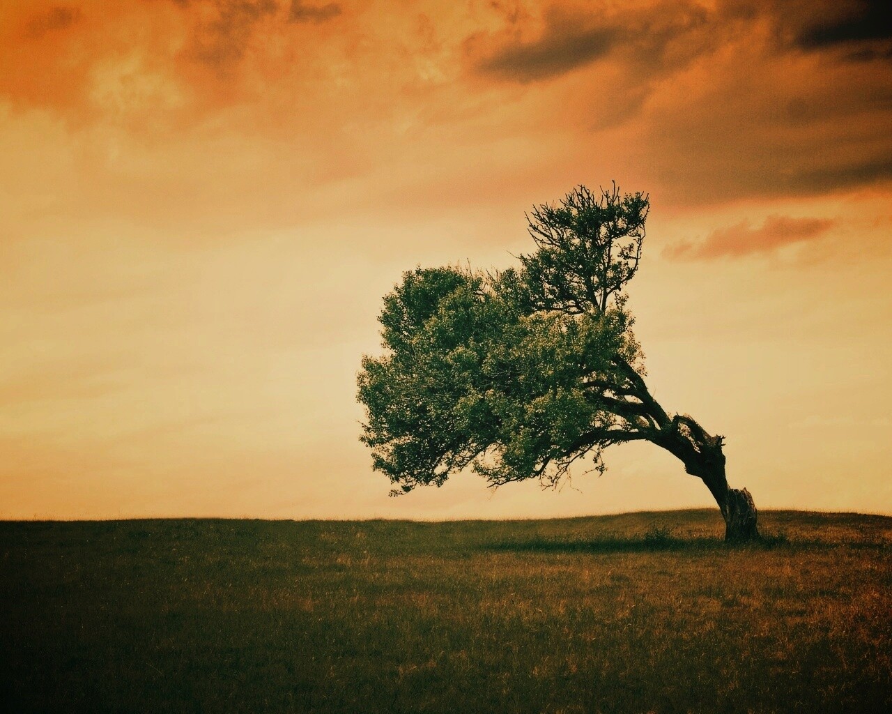 Склоненное дерево обои