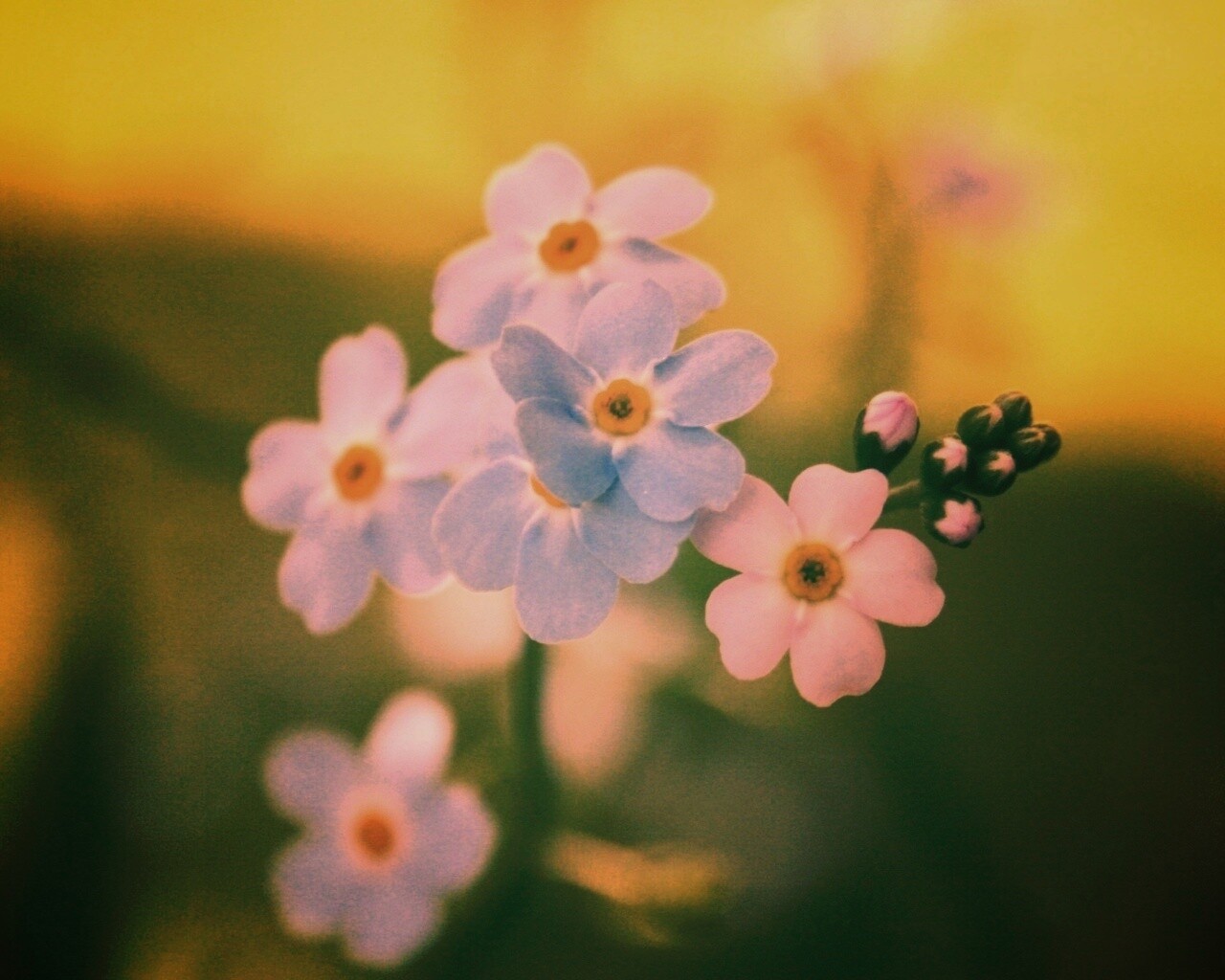 Обои цветов обои