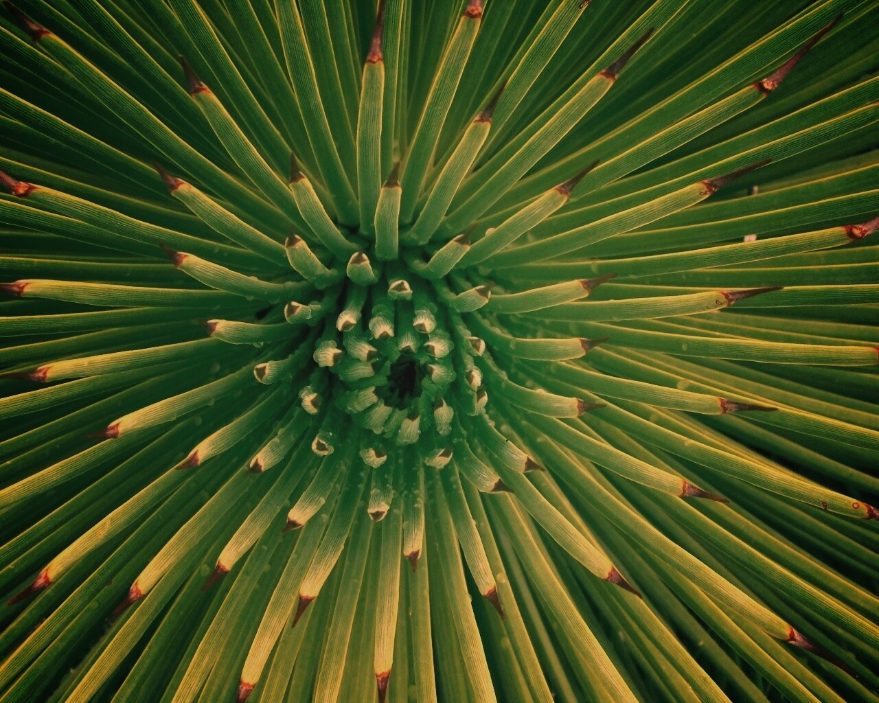 Хищный цветок обои