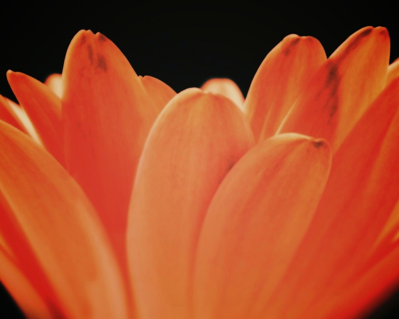 Цветочные лепестки обои