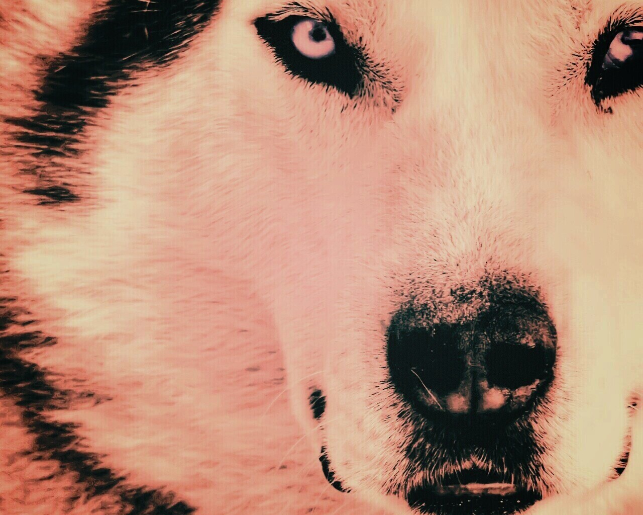 Белый волк обои