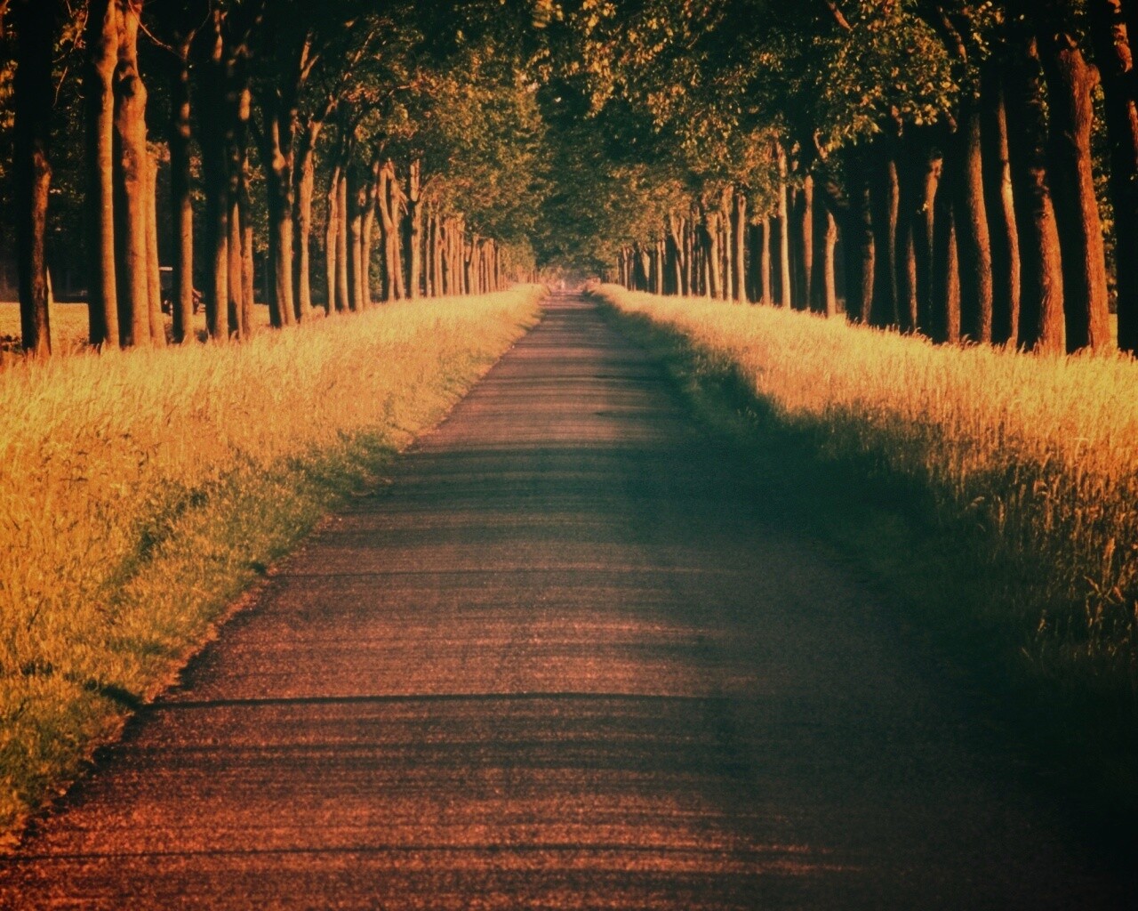 Живописная аллея обои