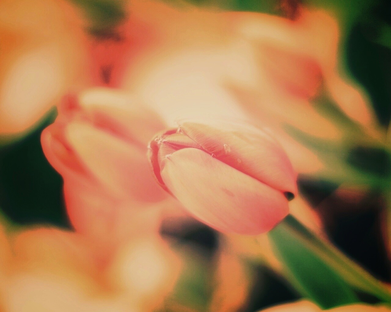 Красивый тюльпан обои