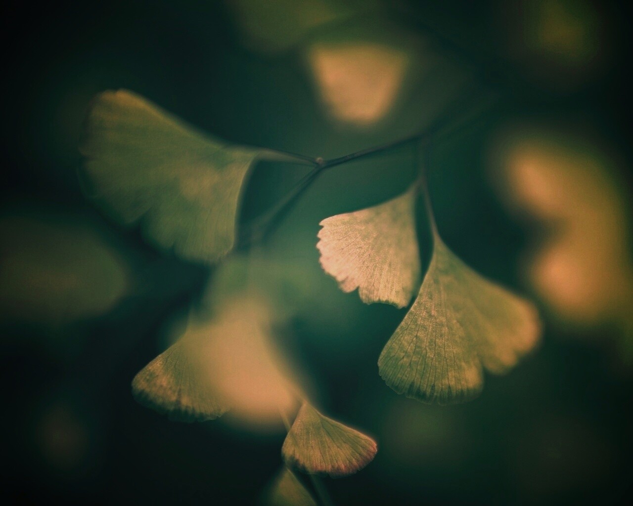 Дикие зеленые листья обои