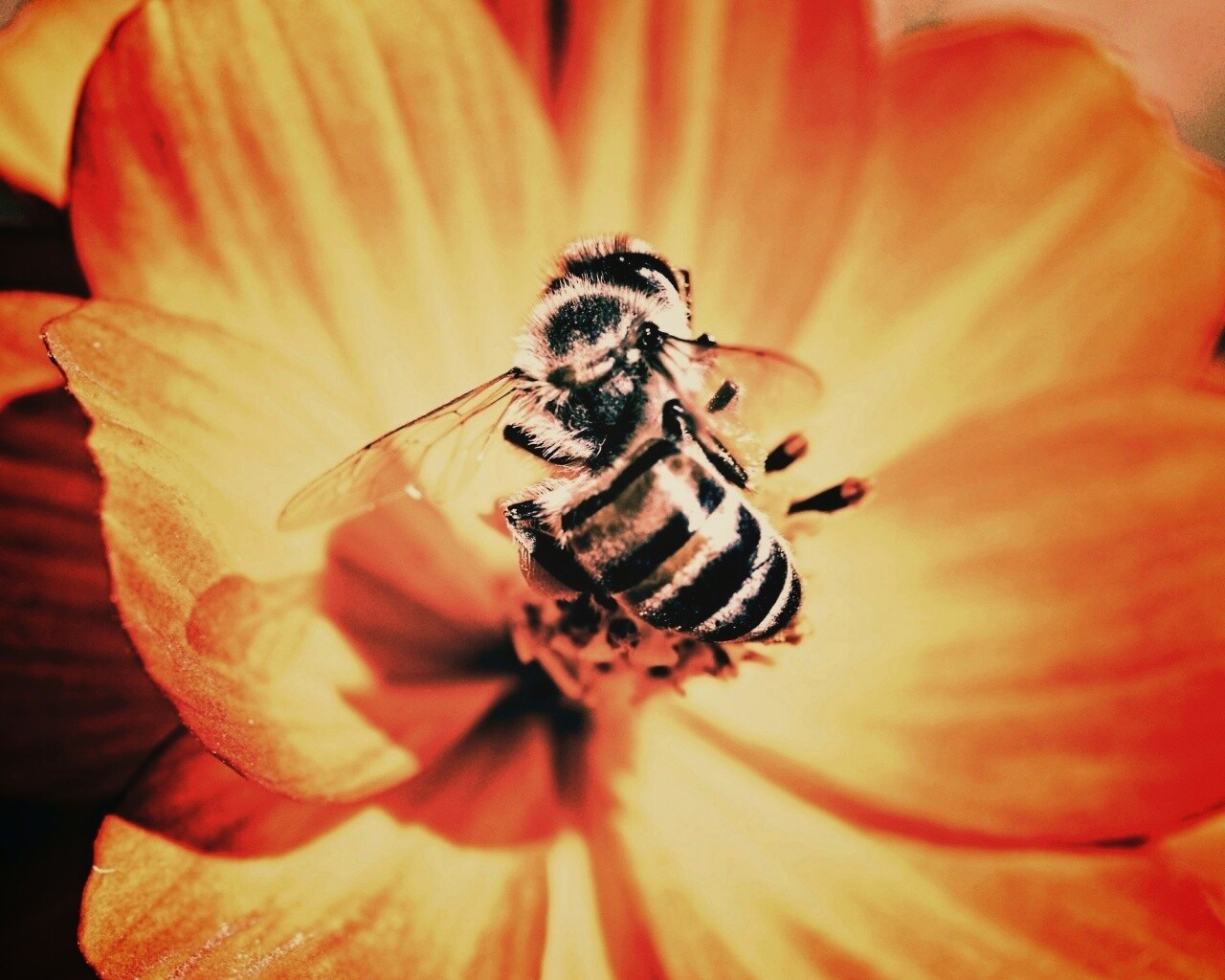 Пчела на цветке обои