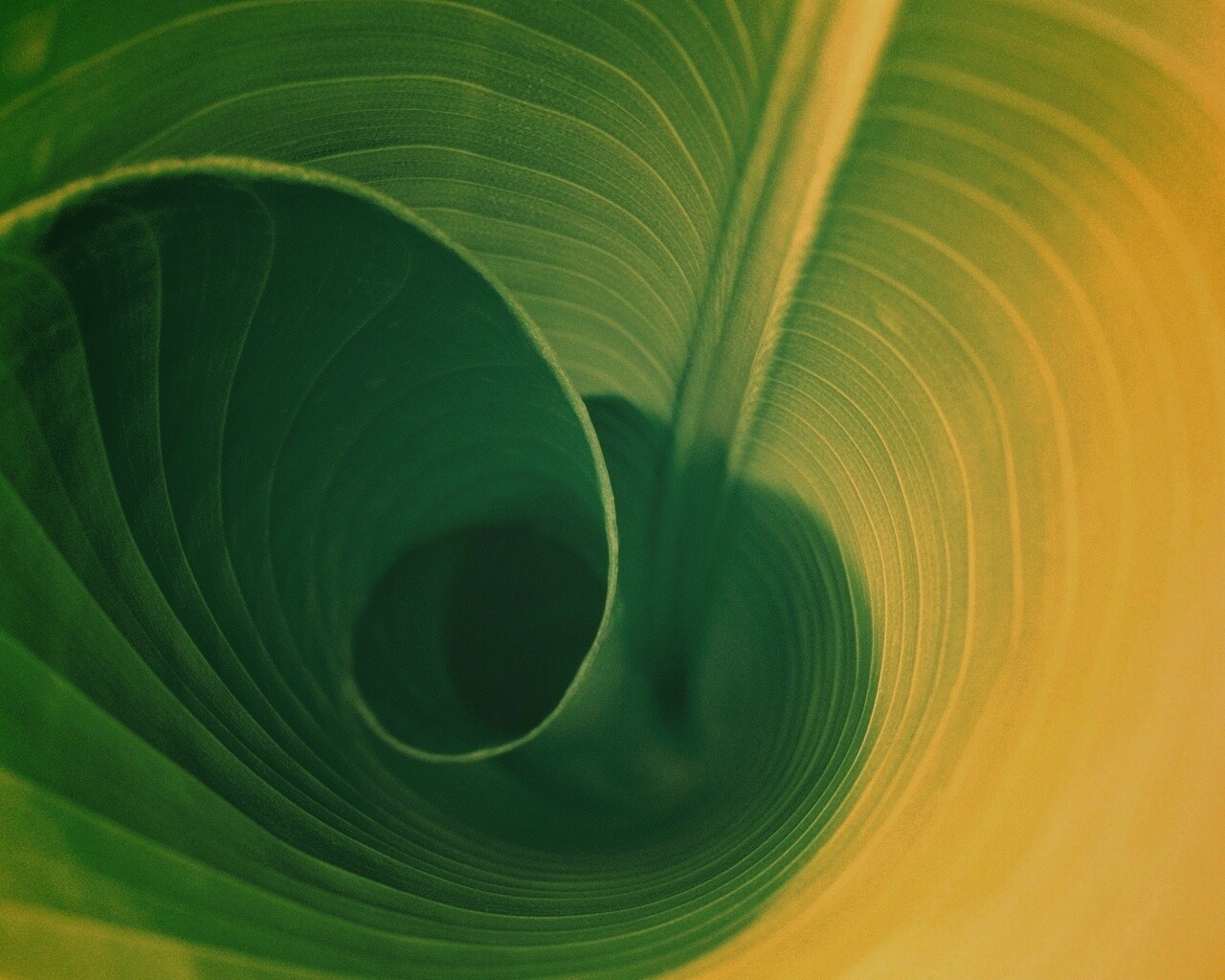 Зеленый лист трубочкой обои