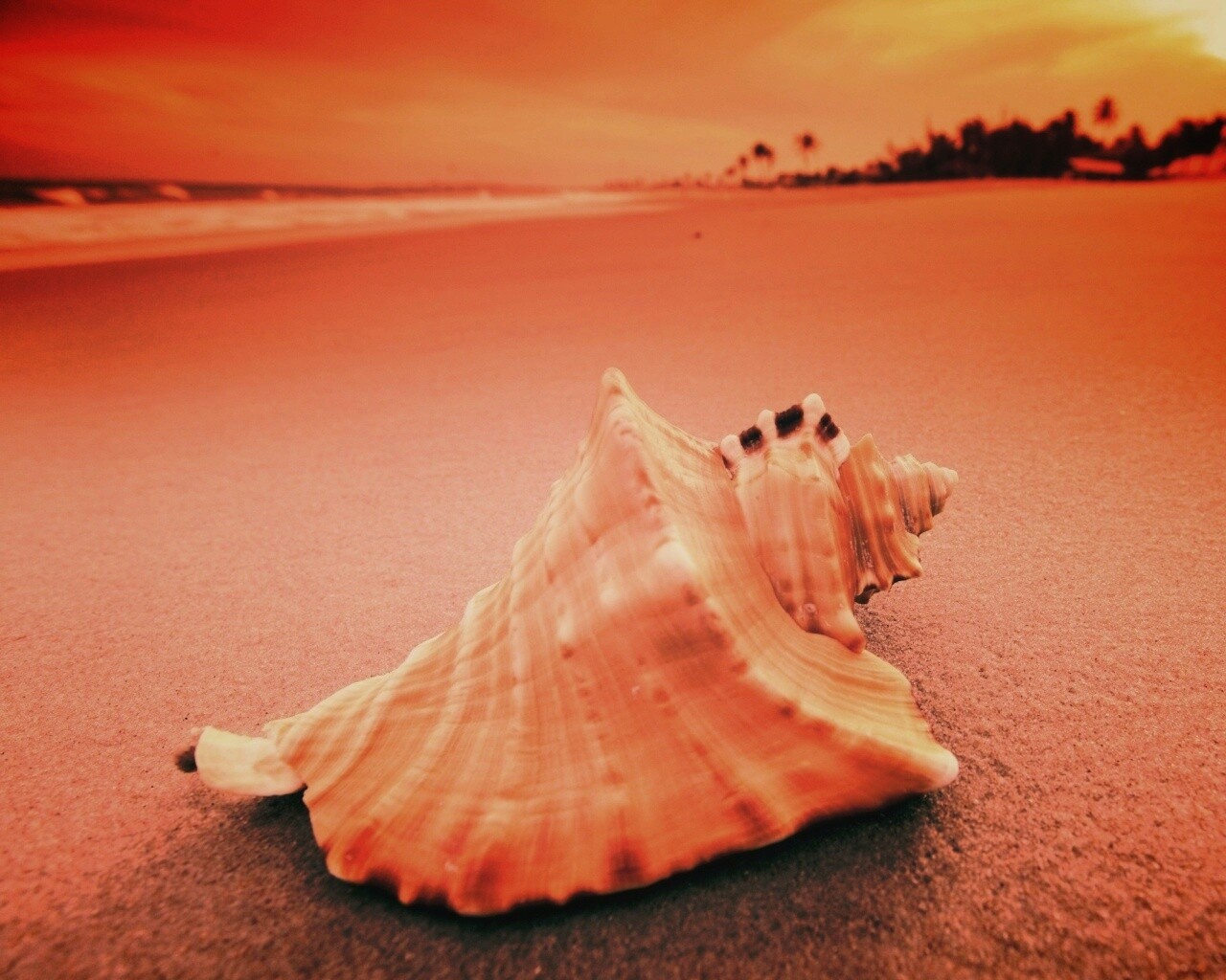 Красивая раковина обои