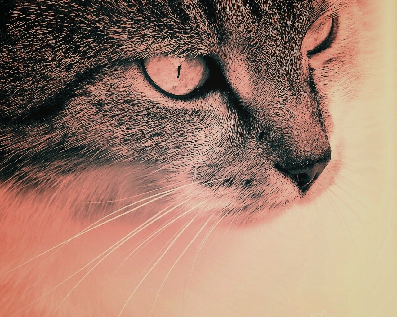 Очень красивый кот обои