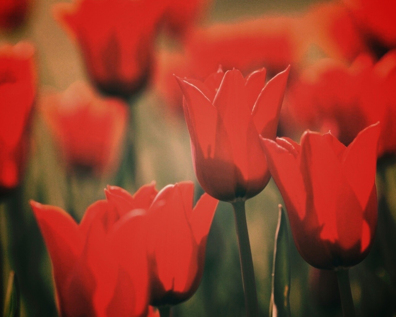 Красные цветы обои