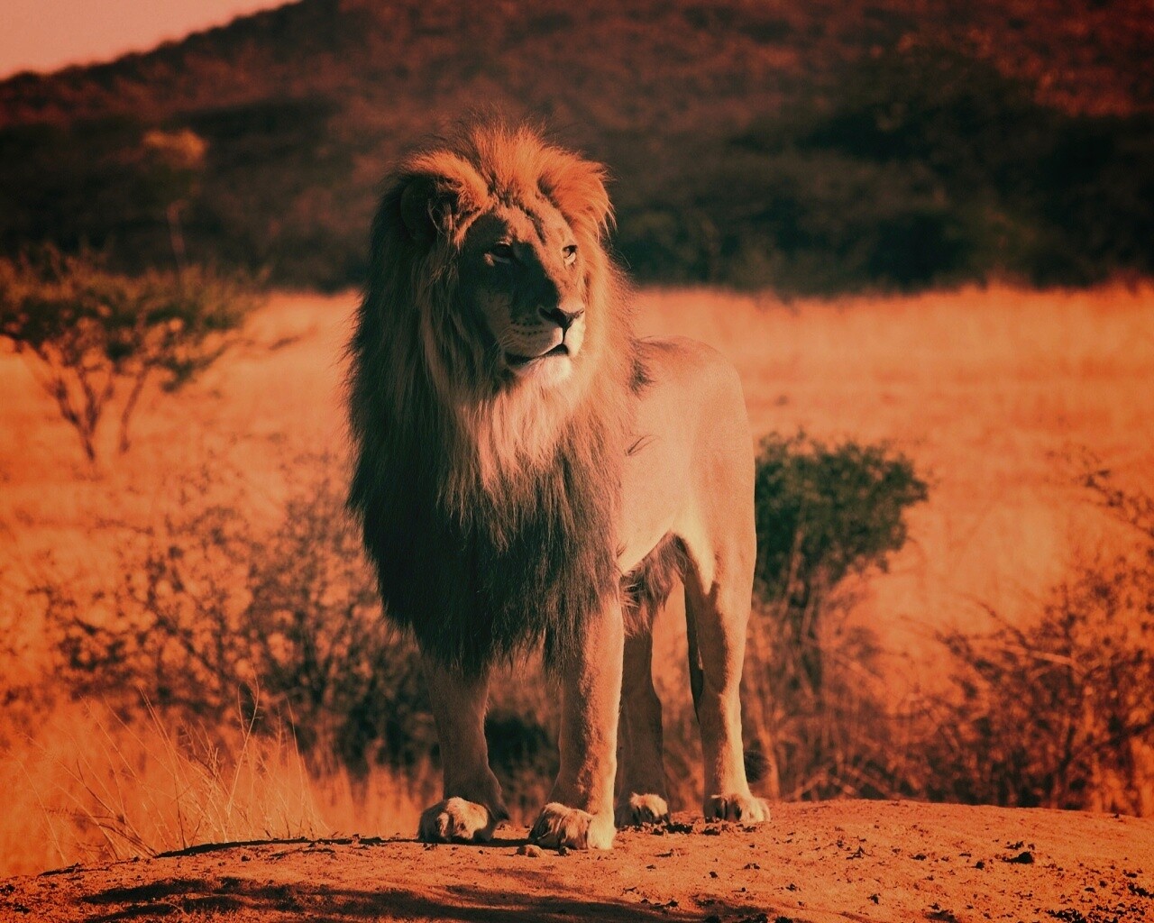 Царь зверей обои
